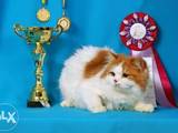 Кошки, котята Спаривание, цена 500 Грн., Фото