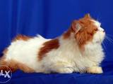 Кішки, кошенята Спаровування, ціна 500 Грн., Фото