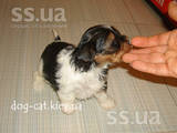 Собаки, щенки Йоркширский терьер, цена 25000 Грн., Фото