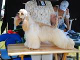 Собаки, щенята Американський коккер, ціна 2200 Грн., Фото