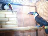 Папуги й птахи Різне, ціна 50000 Грн., Фото