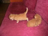 Кішки, кошенята Персидська, ціна 500 Грн., Фото