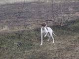 Собаки, щенята Англійський пойнтер, ціна 3500 Грн., Фото