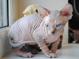 Кішки, кошенята Канадський сфінкс, ціна 8000 Грн., Фото