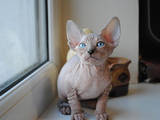 Кошки, котята Канадский сфинкс, цена 8000 Грн., Фото