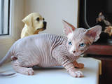 Кішки, кошенята Канадський сфінкс, ціна 15000 Грн., Фото