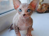 Кошки, котята Канадский сфинкс, цена 15000 Грн., Фото