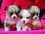 Собаки, щенки Вельш корги пемброк, цена 15000 Грн., Фото