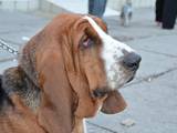 Собаки, щенята Бассет, ціна 7500 Грн., Фото