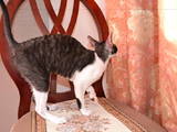 Кошки, котята Корниш-рекс, цена 3000 Грн., Фото
