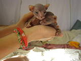 Кошки, котята Донской сфинкс, цена 700 Грн., Фото