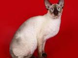 Кошки, котята Корниш-рекс, цена 2200 Грн., Фото