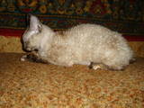 Кошки, котята Девон-рекс, цена 4000 Грн., Фото
