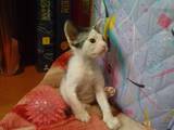 Кошки, котята Донской сфинкс, цена 1200 Грн., Фото