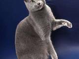 Кішки, кошенята Російська блакитна, ціна 5000 Грн., Фото