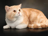 Кішки, кошенята Шотландська короткошерста, ціна 800 Грн., Фото