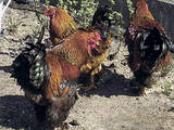 Птахівництво Кури, ціна 500 Грн., Фото