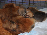 Собаки, щенята Карликовий шпіц, ціна 2000 Грн., Фото