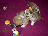 Собаки, щенята Вельш коргі пемброк, ціна 18000 Грн., Фото