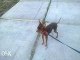 Собаки, щенята Російський гладкошерстий тойтерьер, ціна 3500 Грн., Фото
