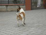 Собаки, щенки Гладкошерстный фокстерьер, Фото