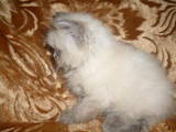 Кошки, котята Гималайская, цена 400 Грн., Фото