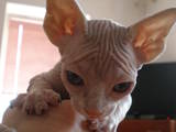 Кішки, кошенята Донський сфінкс, ціна 3000 Грн., Фото