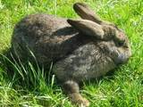 Тваринництво,  Сільгосп тварини Кролики, Нутрії, ціна 200 Грн., Фото