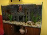 Рибки, акваріуми Акваріуми і устаткування, ціна 500 Грн., Фото