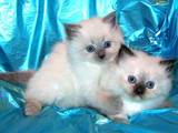 Кошки, котята Сиамская, цена 300 Грн., Фото
