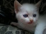 Кошки, котята Тайская, цена 350 Грн., Фото