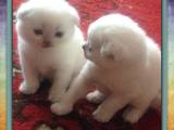 Кошки, котята Колор-пойнт короткошерстный, цена 1500 Грн., Фото