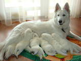 Собаки, щенки Белая Швейцарская овчарка, цена 6000 Грн., Фото