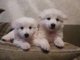 Собаки, щенки Белая Швейцарская овчарка, цена 6000 Грн., Фото