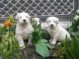 Собаки, щенки Южнорусская овчарка, цена 5000 Грн., Фото