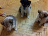 Собаки, щенки Длинношерстный колли, цена 3000 Грн., Фото