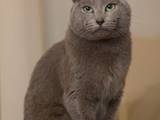 Кішки, кошенята Російська блакитна, ціна 5000 Грн., Фото