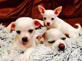 Собаки, щенки Чихуа-хуа, цена 2500 Грн., Фото