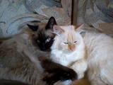 Кішки, кошенята Невськая маскарадна, ціна 300 Грн., Фото