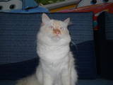 Кошки, котята Невская маскарадная, цена 300 Грн., Фото