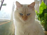 Кошки, котята Невская маскарадная, цена 300 Грн., Фото