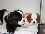 Собаки, щенята Кавалер-кинг-чарльз спаніель, ціна 18000 Грн., Фото