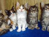 Кішки, кошенята Курильський бобтейл, ціна 3000 Грн., Фото