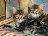 Кошки, котята Курильский бобтейл, цена 3000 Грн., Фото