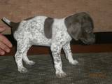 Собаки, щенята Німецька гладкошерста лягава, ціна 4000 Грн., Фото