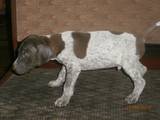 Собаки, щенята Німецька гладкошерста лягава, ціна 4000 Грн., Фото