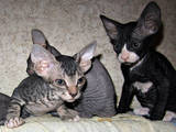Кішки, кошенята Донський сфінкс, ціна 500 Грн., Фото