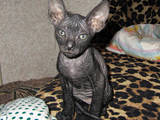 Кошки, котята Донской сфинкс, цена 500 Грн., Фото
