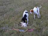 Собаки, щенята Англійський пойнтер, ціна 5000 Грн., Фото