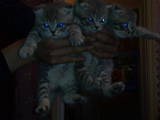 Кішки, кошенята Highland Fold, ціна 1000 Грн., Фото